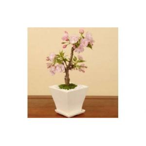 ふるさと納税 池田市 養庄園 ミニ盆栽:桜盆栽