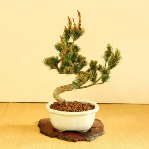 ふるさと納税 池田市 養庄園 五葉松盆栽