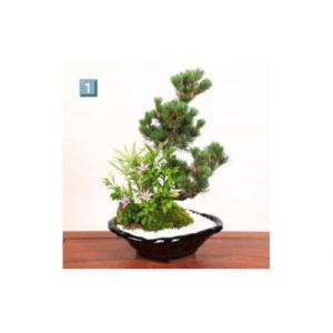 ふるさと納税 池田市 養庄園 季節の寄せ植え盆栽