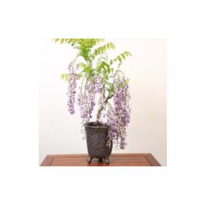 ふるさと納税 池田市 養庄園 藤盆栽