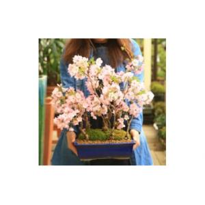 ふるさと納税 池田市  養庄園 桜五本寄せ盆栽