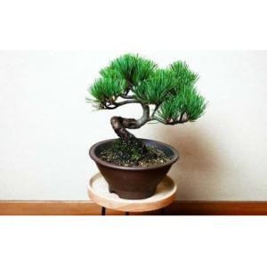ふるさと納税 池田市 岩崎正光園 五葉松盆栽