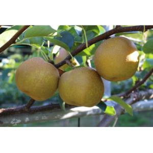ふるさと納税 鳥取市 新甘泉梨 3kg箱(約6〜10玉)