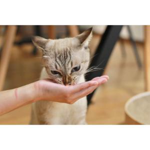 ふるさと納税 焼津市 【定期便12回】ねこのか...の詳細画像2