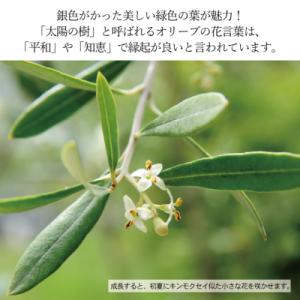 ふるさと納税 瀬戸内市 オリーブの苗木4本セッ...の詳細画像1