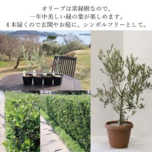 ふるさと納税 瀬戸内市 オリーブの苗木4本セッ...の詳細画像2