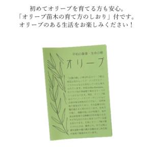 ふるさと納税 瀬戸内市 オリーブの苗木4本セッ...の詳細画像3