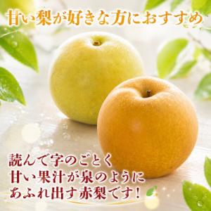 ふるさと納税 八頭町 【2026年発送分】新甘...の詳細画像1