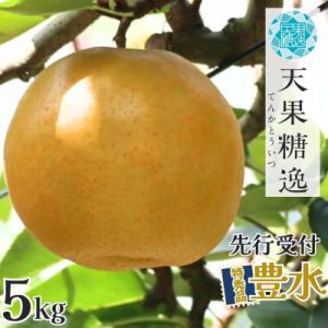 ふるさと納税 三条市 先行受付 和梨 豊水 特秀品 約5kg 糖度13度以上を厳選 令和8年度 【013S062】
