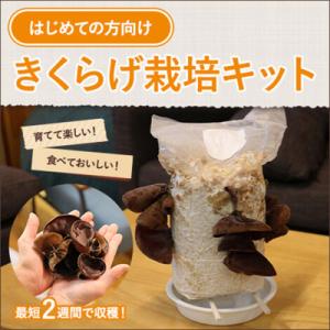 ふるさと納税 八頭町 おうちでかんたん!純国産きくらげ栽培キット