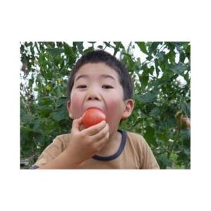 ふるさと納税 伊那市 アルプスイーナちゃん　トマト(4キロ箱入り)