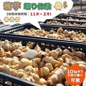 ふるさと納税 明和町 菊芋堀り 体験 (10kgまでお持ち帰りいただけます)