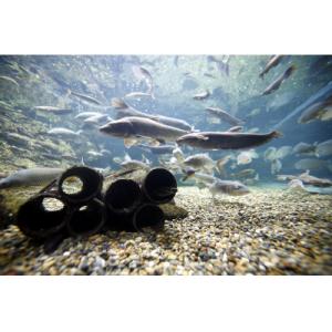 ふるさと納税 各務原市 世界淡水魚園水族館 ア...の詳細画像3