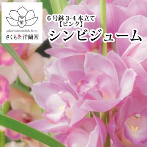 ふるさと納税 勝浦町 【ピンク】シンビジューム 6号鉢 3〜4本立て