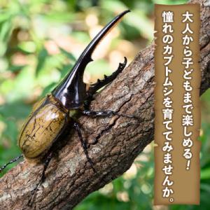 ふるさと納税 肝付町 ヘラクレスオオカブト 成...の詳細画像1