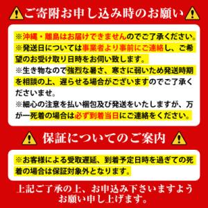 ふるさと納税 肝付町 ヘラクレスオオカブト 成...の詳細画像2