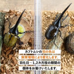 ふるさと納税 肝付町 ヘラクレスオオカブト 成...の詳細画像3