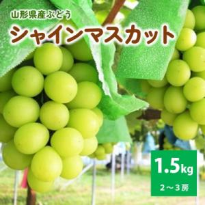 ふるさと納税 上山市 ぶどう(シャインマスカット)1.5kg　ご家庭用　0025-2612