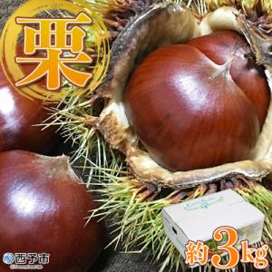 ふるさと納税 西予市 愛媛県西予市産　栗　3kg