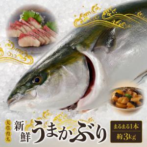 ふるさと納税 天草市 【指定日必須】活じめ!新鮮うまかぶり まるまる1本!(内臓処理済)約3kg_S...