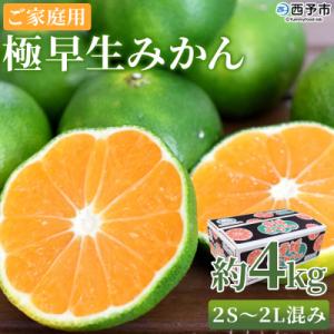 ふるさと納税 西予市 極早生みかん　ご家庭用　4kgフルーツ　ミカン　蜜柑　オレンジ　柑橘