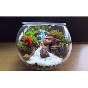 ふるさと納税 池田市 岩崎正光園  苔テラリウム