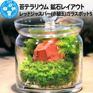 ふるさと納税 邑楽町 苔テラリウム 鉱石レッドジャスパー(赤碧玉)ガラスポットS 説明書付|09_c...