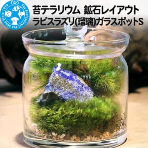 ふるさと納税 邑楽町 苔テラリウム 鉱石ラピスラズリ(瑠璃)ガラスポットS 説明書付|09_chm-...