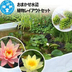 ふるさと納税 邑楽町 おまかせ水辺植物レイアウトセット|09_chm-990101