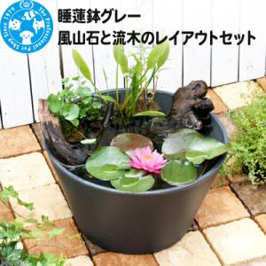 ふるさと納税 邑楽町 睡蓮鉢グレー 風山石と流木のレイアウトセット|09_chm-960101