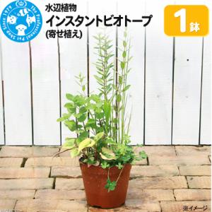 ふるさと納税 邑楽町 水辺植物 インスタントビオトープ(寄せ植え)(1鉢)|09_chm-a5010...