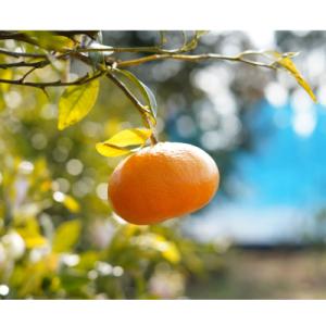 ふるさと納税 愛南町 【先行受付】【2027年...の詳細画像1