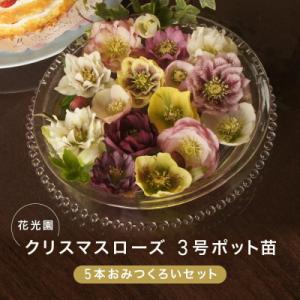 ふるさと納税 横浜市 クリスマスローズ3号ポット苗5本おみつくろいセット