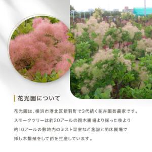 ふるさと納税 横浜市 スモークツリー3号ポット...の詳細画像2