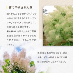 ふるさと納税 横浜市 スモークツリー3号ポット...の詳細画像3