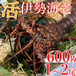 ふるさと納税 室戸市 【先行予約】室戸市産活伊勢海老　600g　レシピ、軍手付き