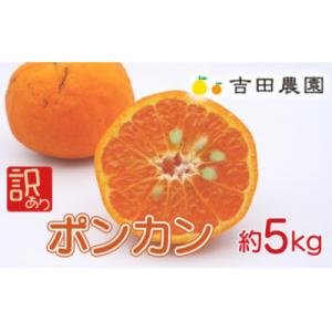 ふるさと納税 愛南町 【高評価★4.3】 数量限定 先行受付 訳あり ポンカン 5kg みかん 吉田...