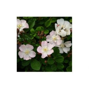 ふるさと納税 飯能市 【Apple Roses】バラ苗『ののこ』大苗6号ポット植え[52210779...