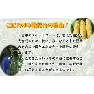 ふるさと納税 西都市 【先行受付】西都市産朝ど...の詳細画像2