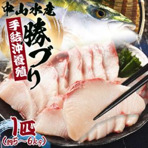 ふるさと納税 香南市 【発送開始】ぶり 1匹(5kg〜6kg) 手結沖養殖「勝ブリ」 ny-0010