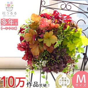 ふるさと納税 山口市 宿根草「ヒューケラの花うるるハンギング寄せ植え」Mサイズ C052