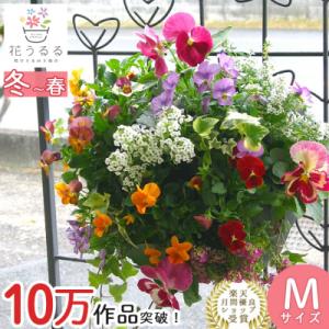 ふるさと納税 山口市 パンジー・ビオラの花うるるハンギング寄せ植え「カシスオレンジ Mサイズ」 D086