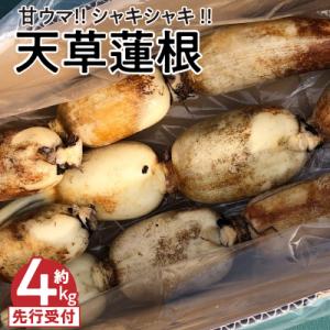 ふるさと納税 天草市 天草蓮根　約4キロ〈先行受付〉_S089-010