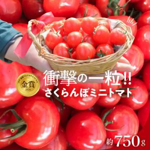 ふるさと納税 碧南市 【事前受付】衝撃の一粒!!さくらんぼミニトマト(プチぷよ) 約750g H00...