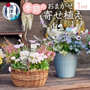 ふるさと納税 焼津市 季節のおまかせ寄せ植え(a21-055)