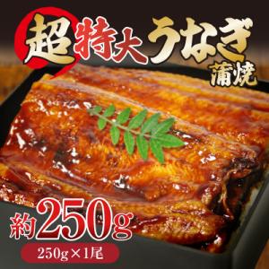 ふるさと納税 小松島市 特大 うなぎ 250g ...の商品画像
