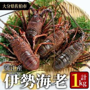 ふるさと納税 佐伯市 <先行予約受付中!2026年9月以降順次発送予定><期間限定>大分県産 伊勢海...