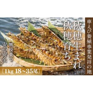 ふるさと納税 山口市 旭水産活き車海老(あいおえび)1kg(18〜35尾)【養殖】C060
