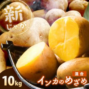 ふるさと納税 恵庭市 《!数量限定!》【新じゃが】インカのめざめ 混合サイズ 10kg【830008...