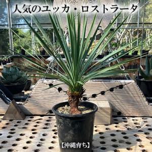 ふるさと納税 金武町 【沖縄育ちの観葉植物】人気のユッカ・ロストラータ 5寸鉢